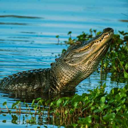 alligator near water plant on body of water