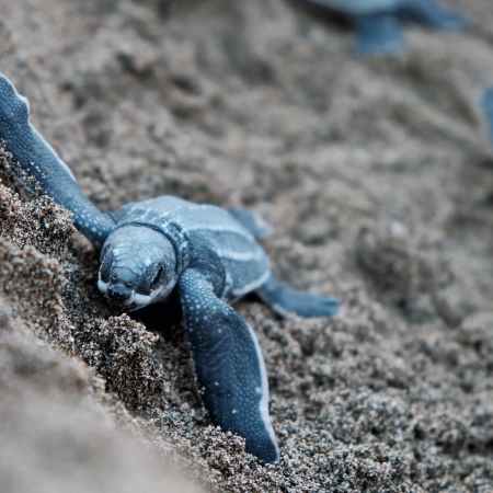 blue turtles on brown sand